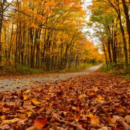 Orange tree-lined autumn road