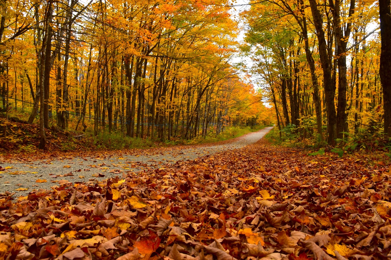 Orange tree-lined autumn road.